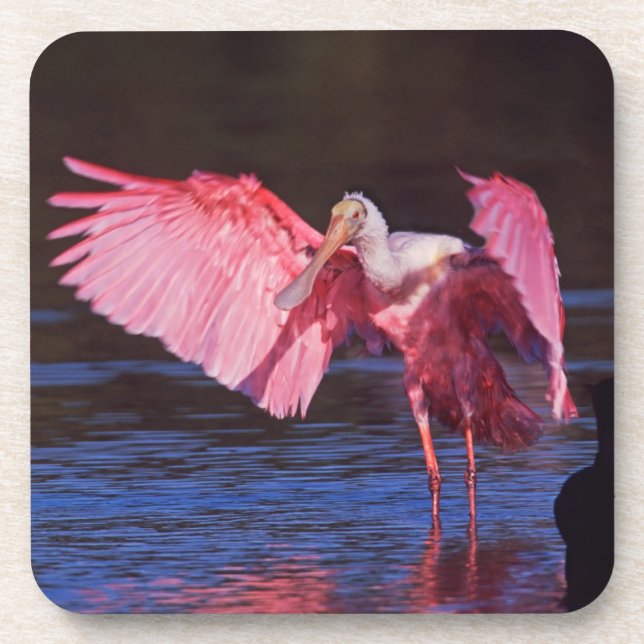 Roseate Spoonbill (Ajaia ajaja) with Cormorant Beverage Coaster (Front)
