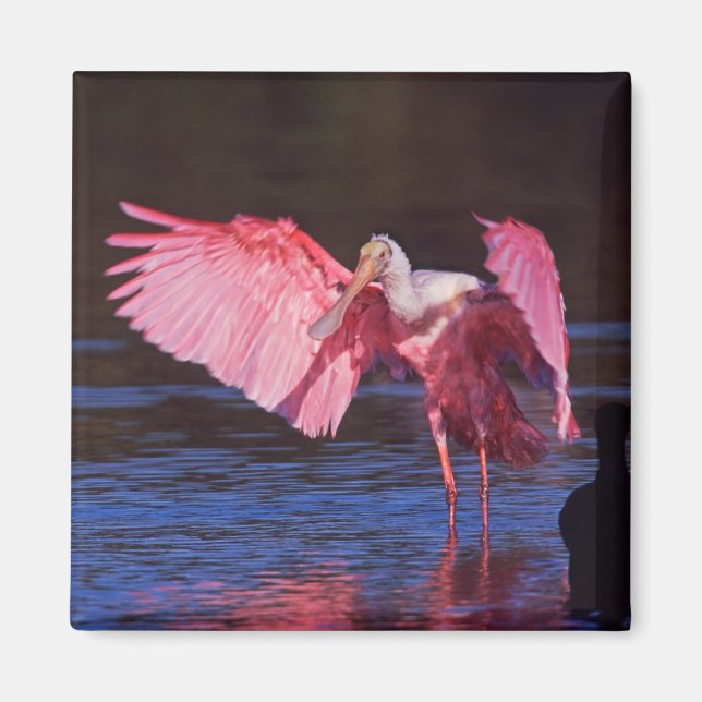 Roseate Spoonbill (Ajaia ajaja) with Cormorant Magnet (Front)