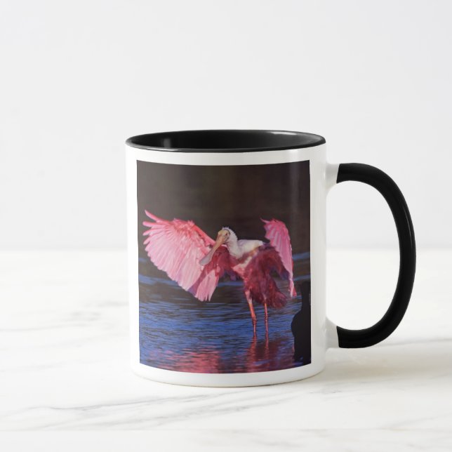 Roseate Spoonbill (Ajaia ajaja) with Cormorant Mug (Right)