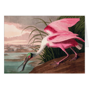 Roseate Spoonbill Audubon Bird Wildlife