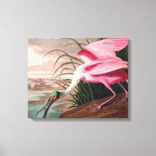Roseate Spoonbill Audubon Bird Wildlife Canvas Print