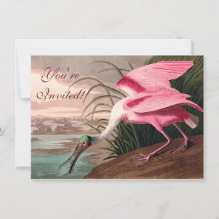 Roseate Spoonbill Audubon Bird Wildlife Invitation