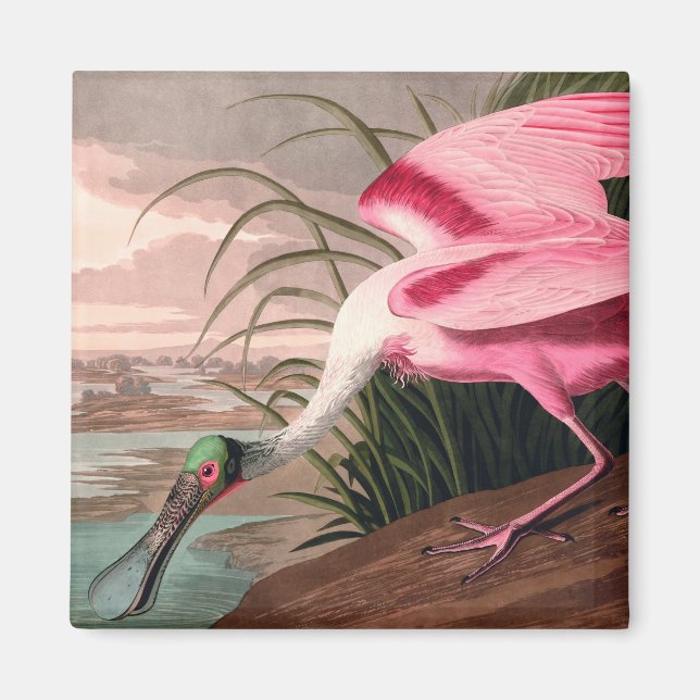 Roseate Spoonbill Audubon Bird Wildlife Magnet (Front)