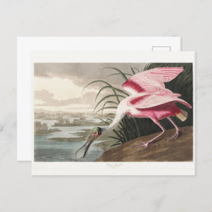Roseate Spoonbill Audubon Bird Wildlife Painting Postcard