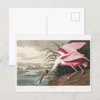Roseate Spoonbill Audubon Bird Wildlife Painting Postcard
