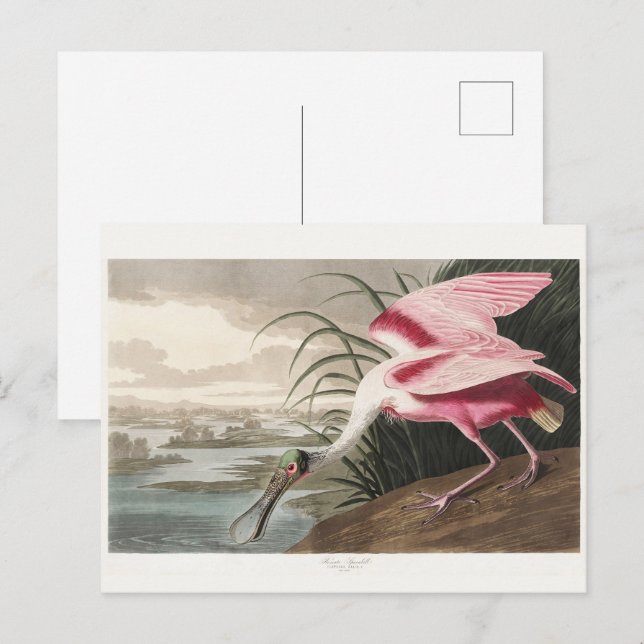 Roseate Spoonbill Audubon Bird Wildlife Painting Postcard (Front/Back)