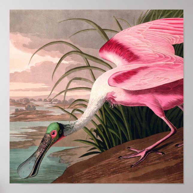 Roseate Spoonbill Audubon Bird Wildlife Poster (Front)