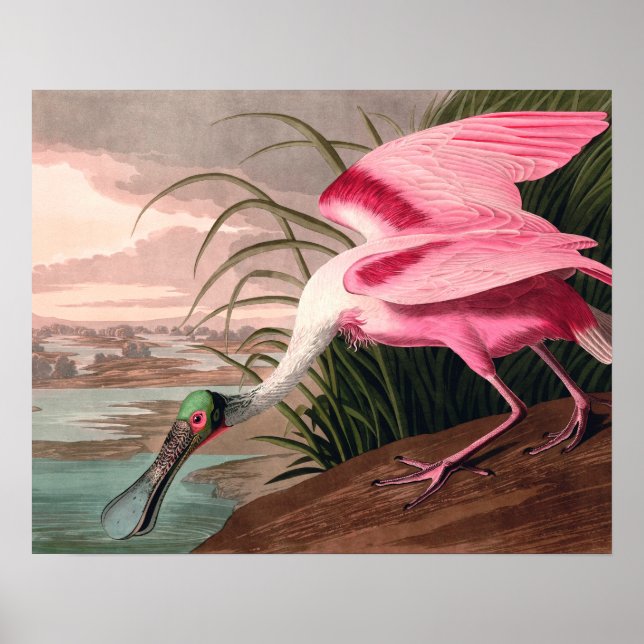 Roseate Spoonbill Audubon Bird Wildlife Poster (Front)