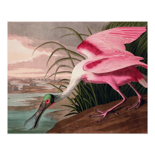Roseate Spoonbill Audubon Bird Wildlife Poster (Front)