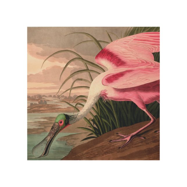 Roseate Spoonbill Audubon Bird Wildlife Wood Wall Art (Front)