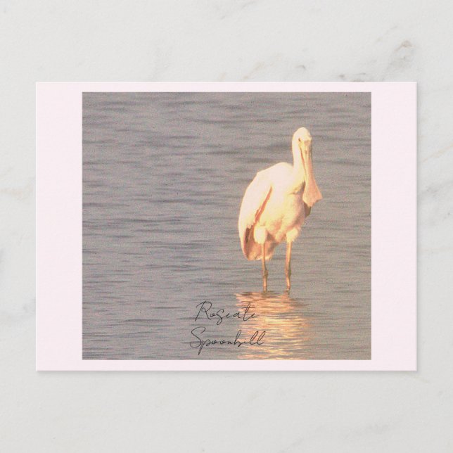 Roseate Spoonbill Bird Photo Postcard (Front)