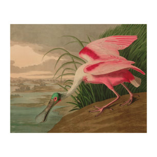 Roseate Spoonbill Birds of America Audubon Print