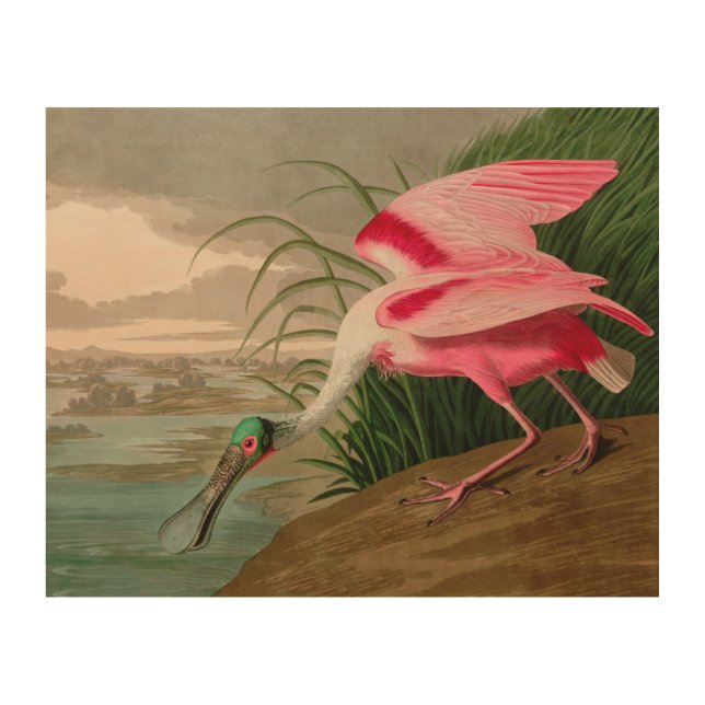 Roseate Spoonbill Birds of America Audubon Print (Front)