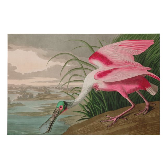 Roseate Spoonbill Birds of America Audubon Print (Front)