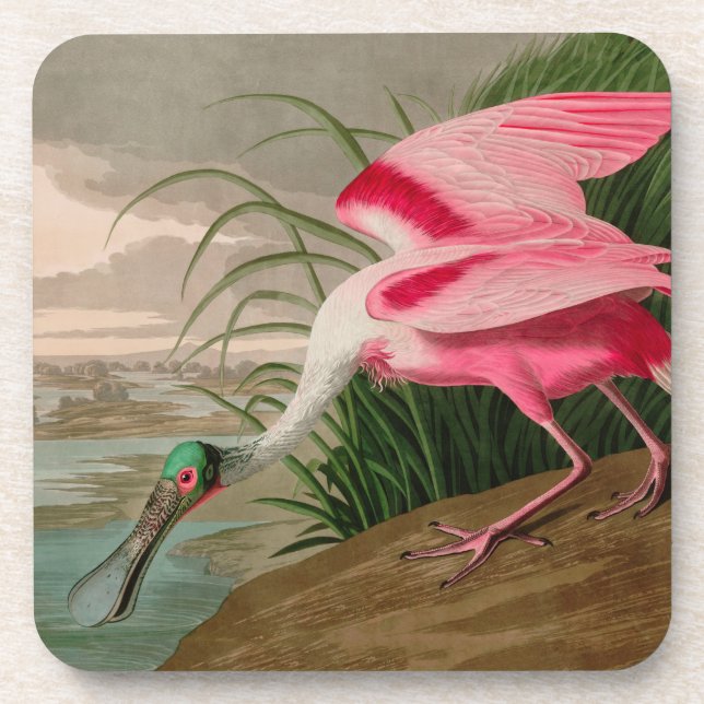 Roseate Spoonbill Birds of America Audubon Print Beverage Coaster (Front)
