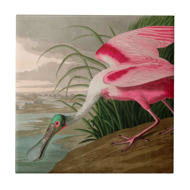 Roseate Spoonbill Birds of America Audubon Print Ceramic Tile (Front)