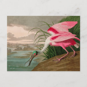 Roseate Spoonbill Birds of America Audubon Print Holiday Postcard