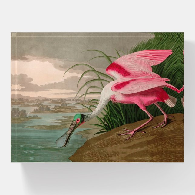 Roseate Spoonbill Birds of America Audubon Print Paperweight (Front)