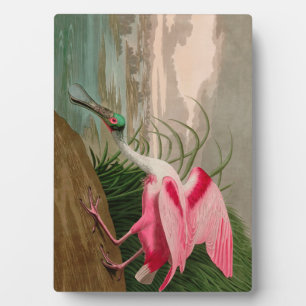 Roseate Spoonbill Birds of America Audubon Print Plaque
