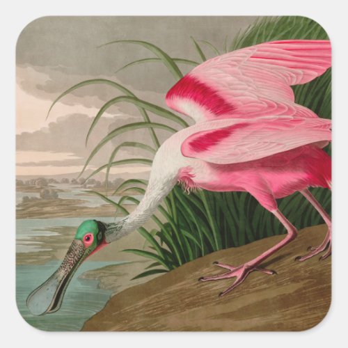 Roseate Spoonbill Birds of America Audubon Print Square Sticker