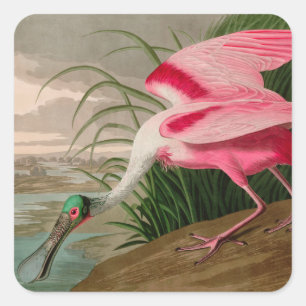Roseate Spoonbill Birds of America Audubon Print Square Sticker