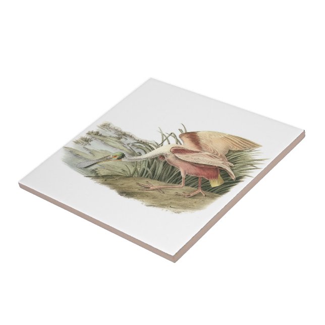 Roseate Spoonbill by Audubon Tile (Side)