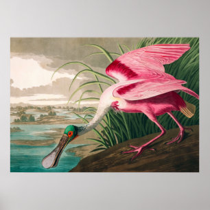Roseate Spoonbill by John James Audubon Poster