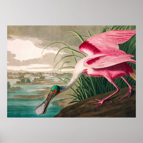 Roseate Spoonbill by John James Audubon Poster