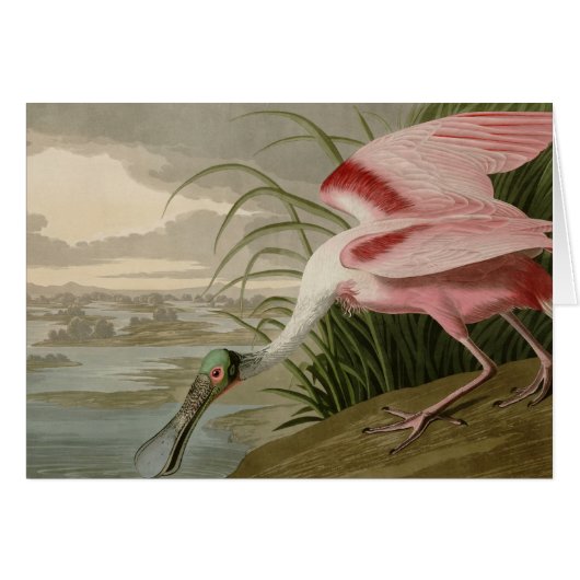 Roseate Spoonbill Cards (Front Horizontal)