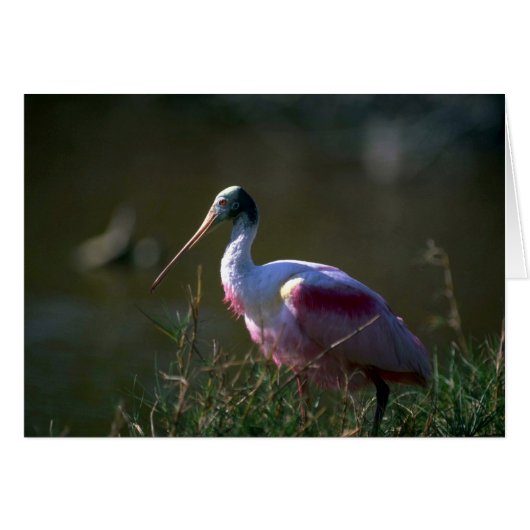 Roseate Spoonbill Cards (Front Horizontal)