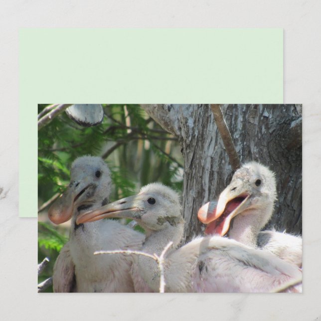 Roseate Spoonbill Chicks Flat Card (Front/Back)