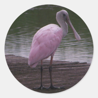 Roseate Spoonbill Classic Round Sticker
