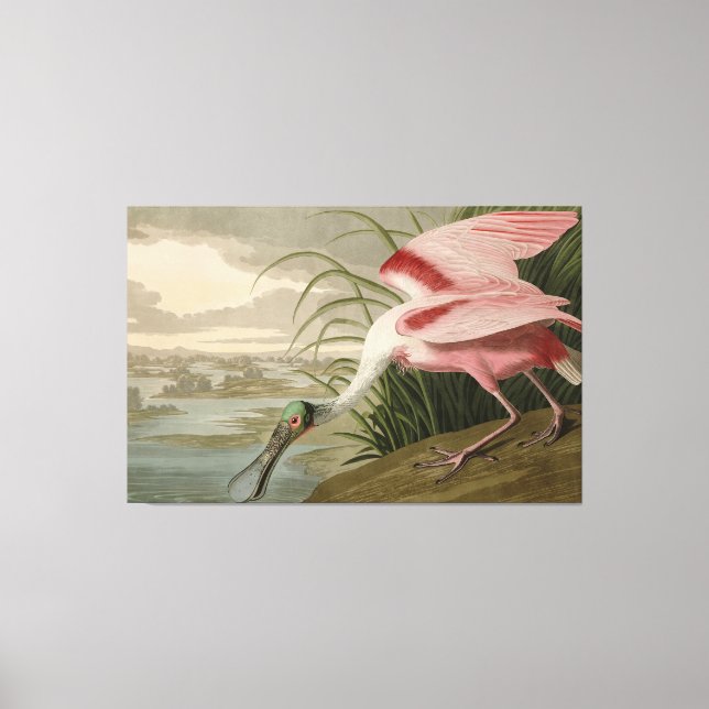 Roseate Spoonbill from Audubon's Birds of America Canvas Print (Front)