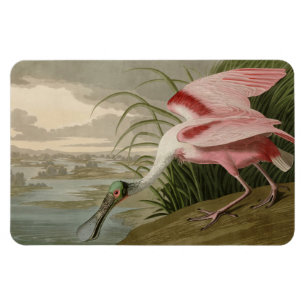 Roseate Spoonbill from Audubon's Birds of America Magnet