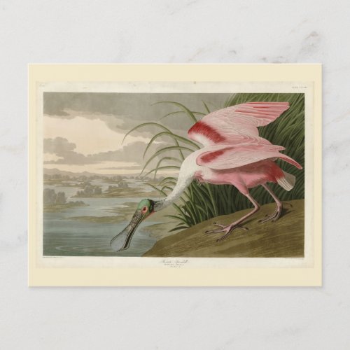 Roseate Spoonbill from Audubons Birds of America Postcard