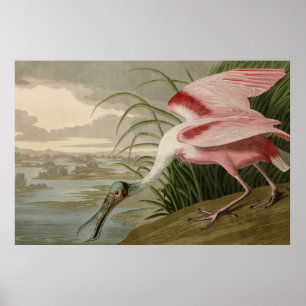 Roseate Spoonbill from Audubon's Birds of America Poster