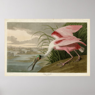 Roseate Spoonbill from Audubon's Birds of America Poster