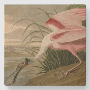 Roseate Spoonbill from Audubon's Birds of America Stone Coaster
