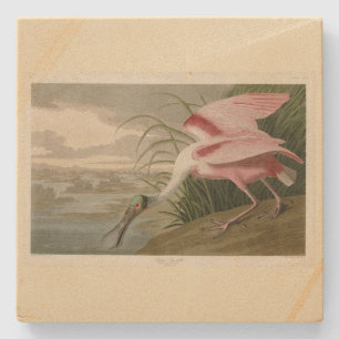 Roseate Spoonbill from Audubon's Birds of America Stone Coaster