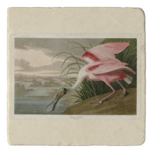 Roseate Spoonbill from Audubon's Birds of America Trivet