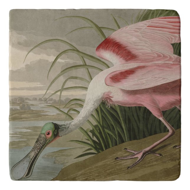 Roseate Spoonbill from Audubon's Birds of America Trivet (Front)