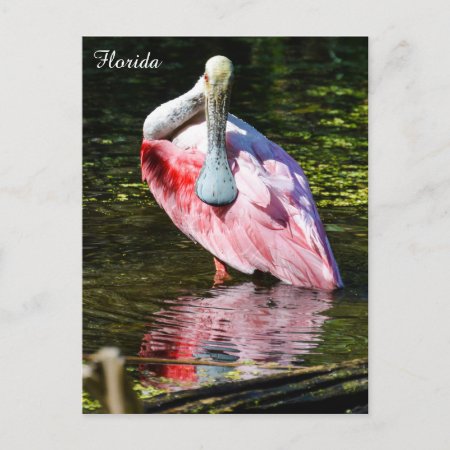 Roseate Spoonbill In Florida Postcard