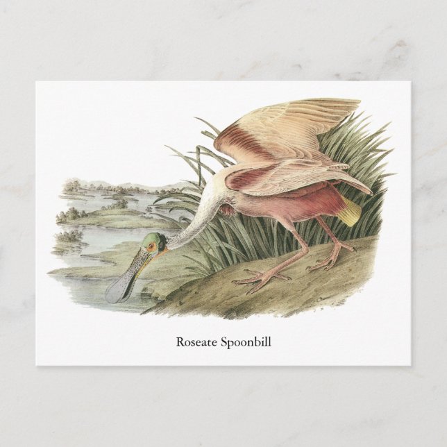 Roseate Spoonbill, John Audubon Postcard (Front)