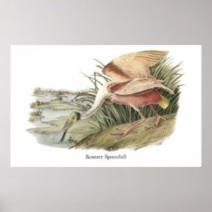 Roseate Spoonbill, John Audubon Poster