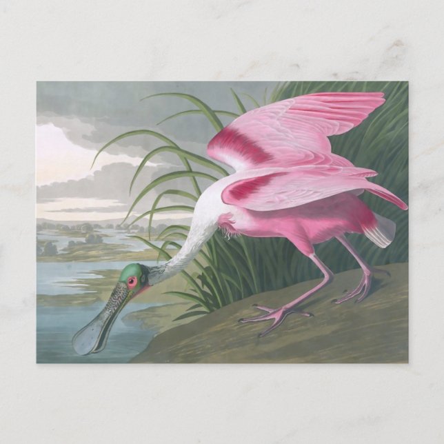 Roseate Spoonbill, John James Audubon Fine Art Postcard (Front)