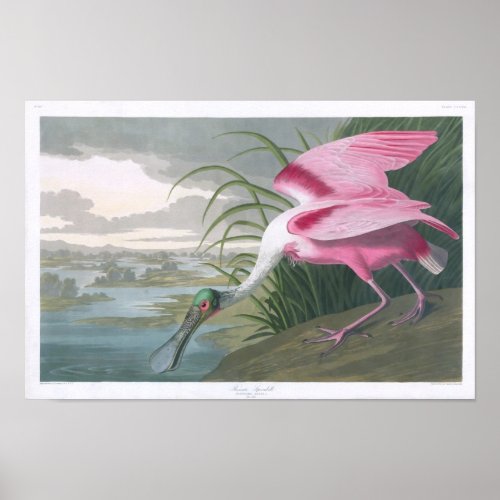 Roseate Spoonbill John James Audubon Fine Art Poster