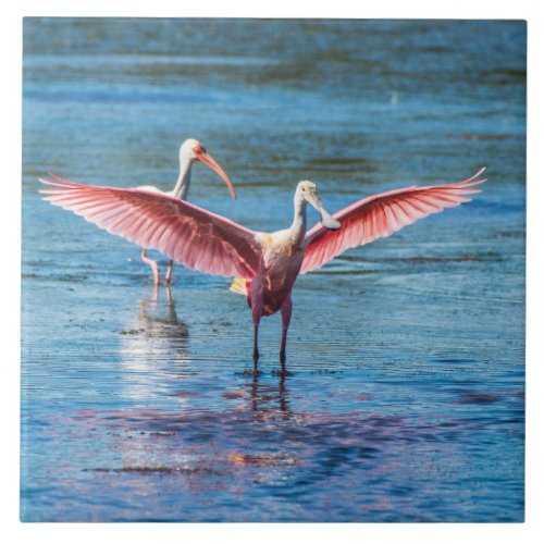 Roseate Spoonbill Large 6 X 6 Photo Tile