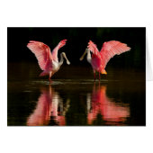 Roseate Spoonbill Mating Dance (Front Horizontal)