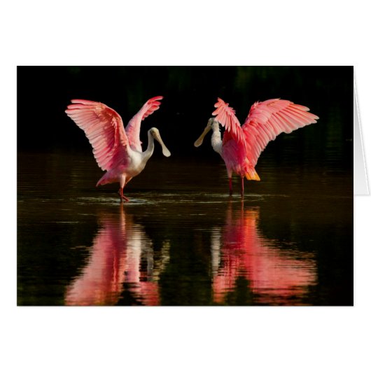 Roseate Spoonbill Mating Dance Cards (Front Horizontal)
