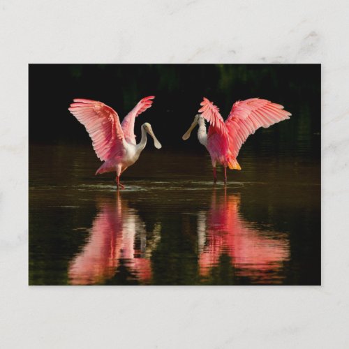 Roseate Spoonbill Mating Dance Postcard